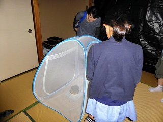 写真：蚊帳の中にホタルを放し、和室を暗くして鑑賞