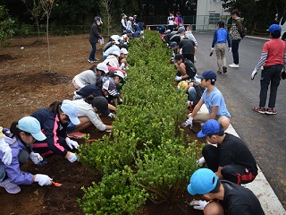 写真：一人一本ずつサツキツツジを植樹