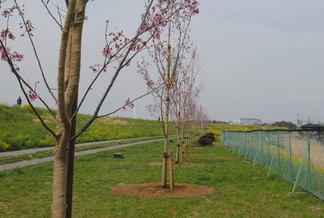 矢河原渡し桜広場設置協議会による桜の植樹及び維持管理