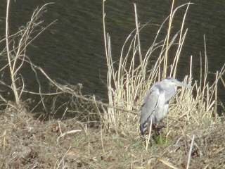 写真：観察した野鳥