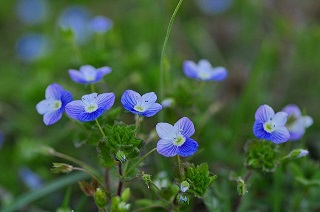 写真：冊子に収録された山野草2