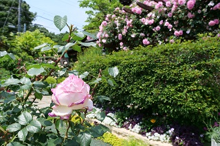 写真：きれいなピンク色のバラ
