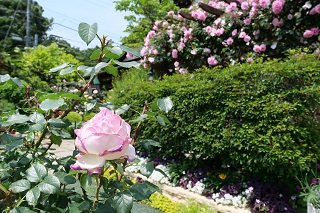 写真：きれいなピンク色のバラ