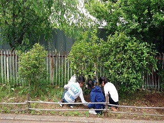 写真：八木南小学校での植樹の様子