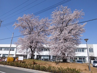 小山小学校の桜