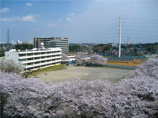 旧小山小学校の桜