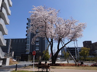 東口都市広場の桜
