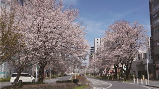 おおたかの森桜通り