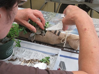 写真：多肉植物の寄せ植えの様子