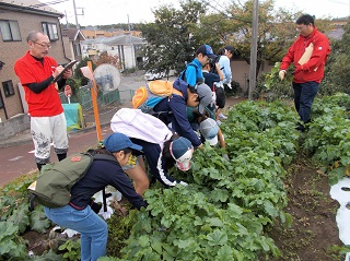 写真：大根を収穫する参加者