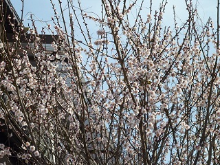 写真：梅の花を啄むメジロ