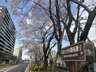 写真：おおたかの森桜通りの道路愛称命名板