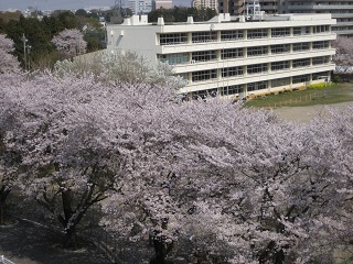 写真：小山小学校の校庭に咲く桜