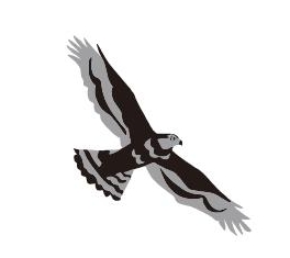 The motif of Otaka (Goshawk)