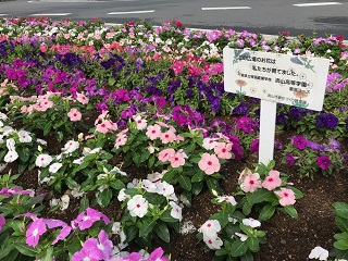 写真；色とりどりの花