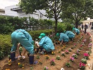 写真：植えている様子