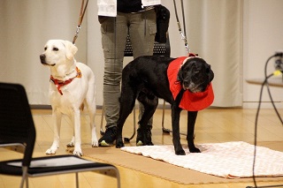 会場の犬たち