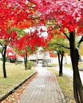 平和台3号公園の紅葉の写真