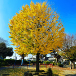 三輪1号公園の銀杏の写真