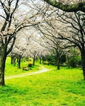 におどり公園の桜の写真