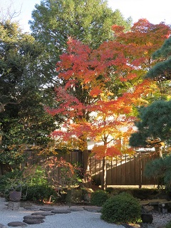 写真：紅葉が美しい一茶双樹記念館の庭園