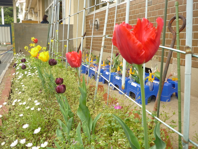 新川小学校のチューリップ