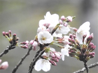 流山をA・RU・KU利根運河と理窓会記念自然公園お花見ツアーを開催