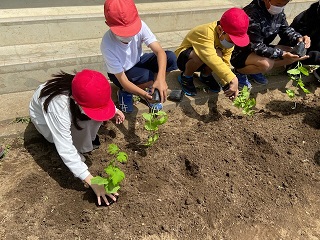 市内小学校でゴーヤの育て方講習会