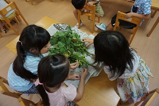 枝豆の観察