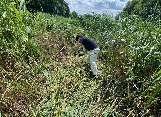 繁茂するアレチウリ