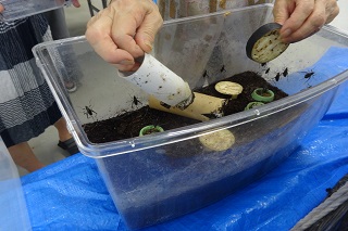 すず虫飼育教室の様子