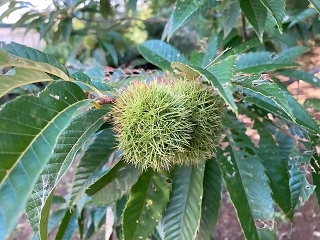 流山をA・RU・KU　万葉植物を訪ねて