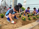 マリーゴールドを植える様子