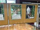 市の鳥オオタカパネル展示