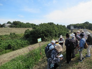 利根運河土手でフジバカマの説明を受ける