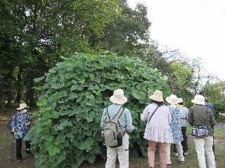 古墳の森の入り口でクズの葉を観察