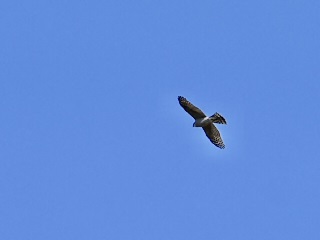 青空をハイタカが飛んでいる様子の写真