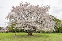 一本桜広場の桜