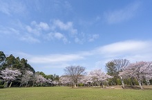 市総合運動公園の桜