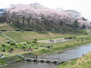 利根運河周辺の桜