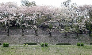 利根運河周辺の桜
