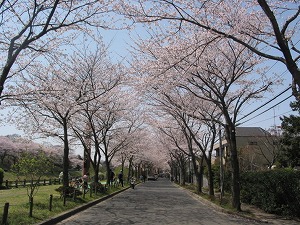 利根運河周辺の桜