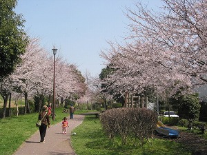 におどり公園の桜