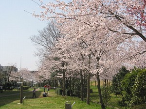 におどり公園の桜