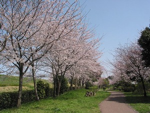におどり公園の桜