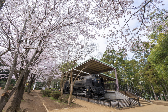 市総合運動公園の桜