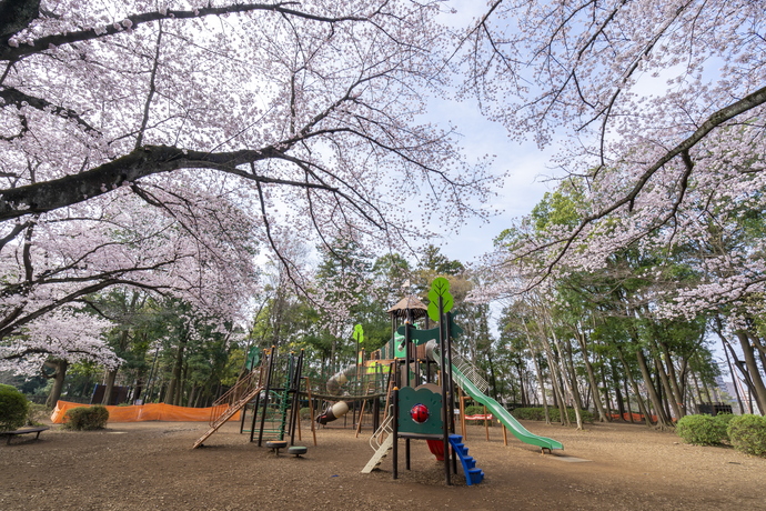 市総合運動公園の桜