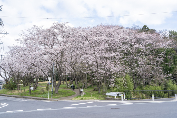 愛宕ふれあいの森の桜