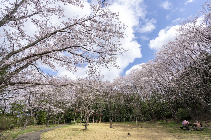 愛宕ふれあいの森の桜