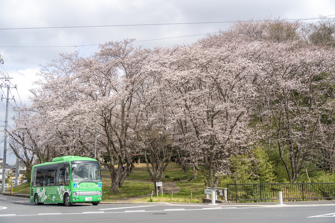 愛宕ふれあいの森の桜